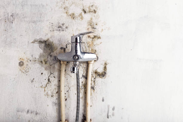 Best Mold Cleaning Services  in Lake Crystal, MN