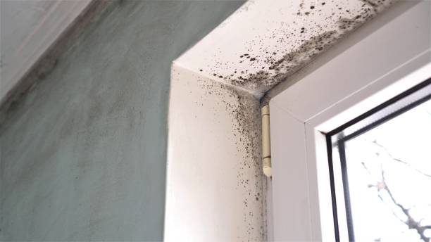 Best Attic Mold Removal  in Lake Crystal, MN