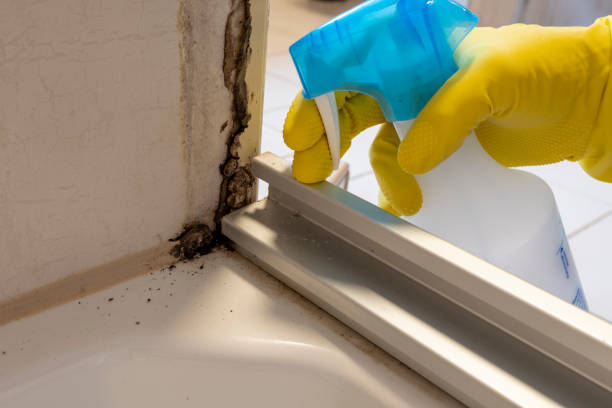 Best Mold Removal Process  in Lake Crystal, MN