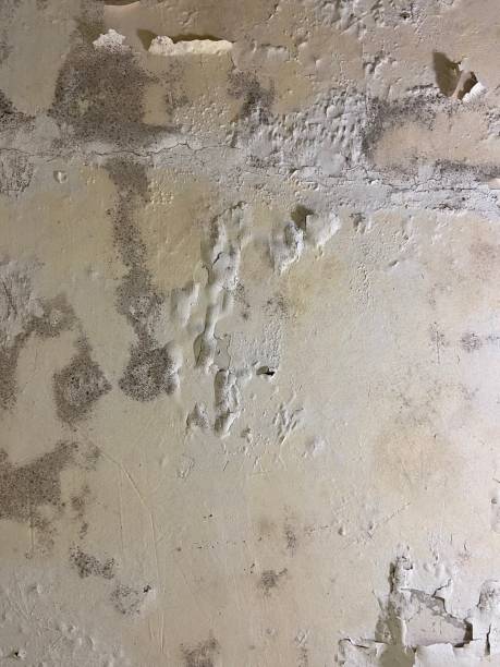 Best Certified Mold Removal  in Lake Crystal, MN