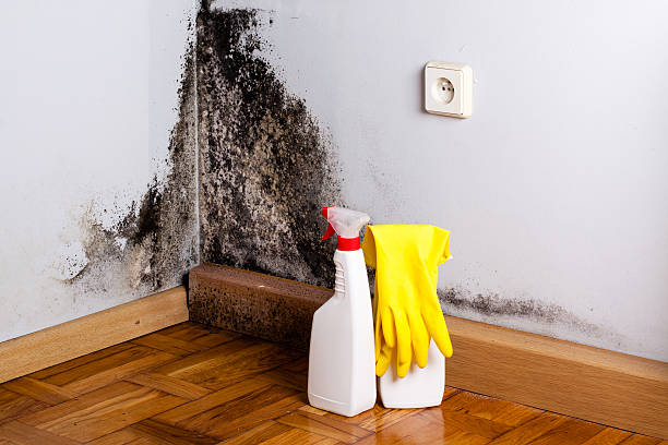 Best Mold Cleaning Services  in Lake Crystal, MN