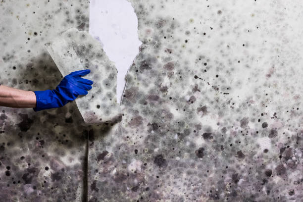 Best Crawl Space Mold Removal  in Lake Crystal, MN