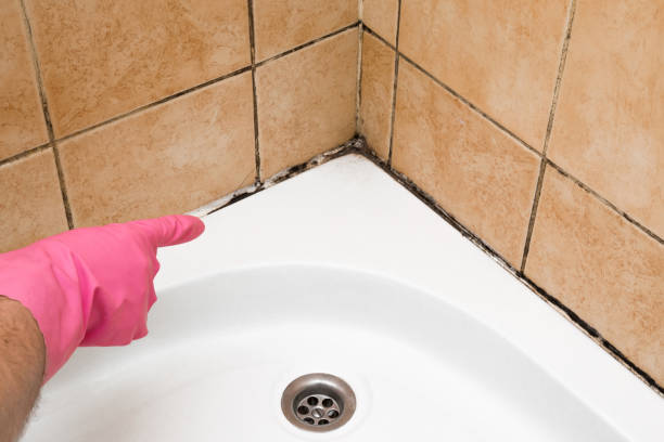 Best Commercial Mold Removal  in Lake Crystal, MN