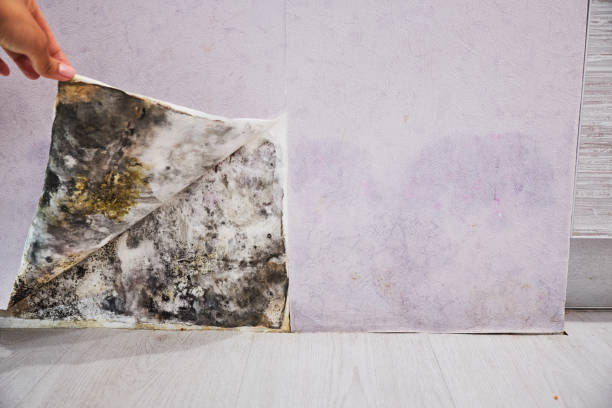 Best Office Mold Removal Services  in Lake Crystal, MN